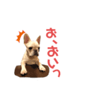 フレブルのマイル3（個別スタンプ：16）