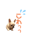 フレブルのマイル3（個別スタンプ：20）