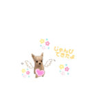 もふもふのお友達♡（個別スタンプ：4）