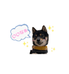 もふもふのお友達♡（個別スタンプ：12）