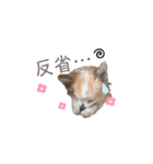もふもふのお友達♡（個別スタンプ：18）