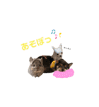 もふもふのお友達♡（個別スタンプ：23）