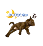 チョコラブ【いの】（個別スタンプ：4）