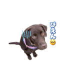 チョコラブ【いの】（個別スタンプ：6）