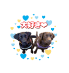 チョコラブ【いの】（個別スタンプ：11）