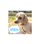 チワワのふう＆かぶ（個別スタンプ：1）