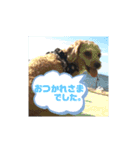 チワワのふう＆かぶ（個別スタンプ：2）