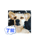 チワワのふう＆かぶ（個別スタンプ：3）