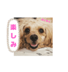 チワワのふう＆かぶ（個別スタンプ：6）