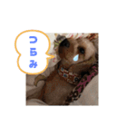 チワワのふう＆かぶ（個別スタンプ：7）
