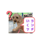 チワワのふう＆かぶ（個別スタンプ：8）