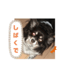 チワワのふう＆かぶ（個別スタンプ：9）