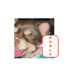 チワワのふう＆かぶ（個別スタンプ：10）