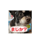 チワワのふう＆かぶ（個別スタンプ：11）