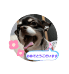 チワワのふう＆かぶ（個別スタンプ：15）