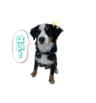 バーニーズのググ（個別スタンプ：15）