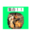 ニワトリ好きのスタンプ2（個別スタンプ：2）