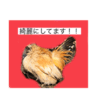 ニワトリ好きのスタンプ2（個別スタンプ：4）
