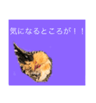 ニワトリ好きのスタンプ2（個別スタンプ：5）
