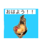 ニワトリ好きのスタンプ2（個別スタンプ：8）