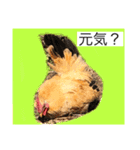ニワトリ好きのスタンプ2（個別スタンプ：9）