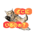 ルルちゃんpart2（個別スタンプ：14）