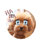 トイプードルmac（個別スタンプ：1）