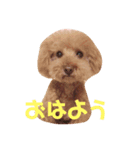 トイプードルmac（個別スタンプ：2）