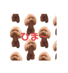 トイプードルmac（個別スタンプ：4）