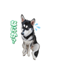 心珠 Day's（個別スタンプ：11）