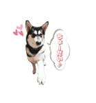 心珠 Day's（個別スタンプ：13）