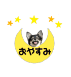 チワワの華とみみ（個別スタンプ：4）