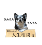 チワワの華とみみ（個別スタンプ：5）
