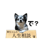 チワワの華とみみ（個別スタンプ：6）