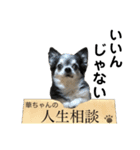 チワワの華とみみ（個別スタンプ：7）