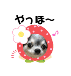 チワワの華とみみ（個別スタンプ：14）