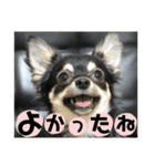 チワワの華とみみ（個別スタンプ：16）