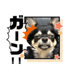 チワワの華とみみ（個別スタンプ：35）