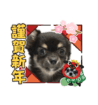 チワワの華とみみ（個別スタンプ：40）