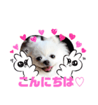 白ポメ レオくん2♡（個別スタンプ：2）