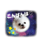 白ポメ レオくん2♡（個別スタンプ：3）