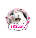 白ポメ レオくん2♡（個別スタンプ：9）