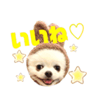 白ポメ レオくん2♡（個別スタンプ：11）
