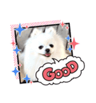 白ポメ レオくん2♡（個別スタンプ：12）