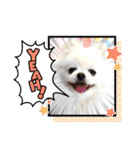 白ポメ レオくん2♡（個別スタンプ：13）