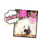 白ポメ レオくん2♡（個別スタンプ：15）