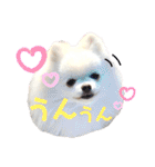 白ポメ レオくん2♡（個別スタンプ：17）