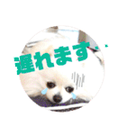 白ポメ レオくん2♡（個別スタンプ：24）