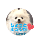 白ポメ レオくん2♡（個別スタンプ：25）