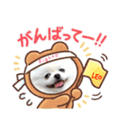 白ポメ レオくん2♡（個別スタンプ：27）